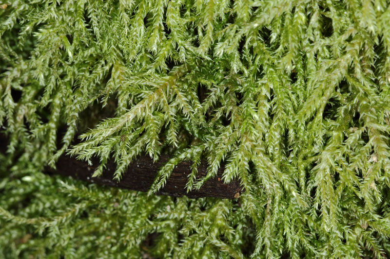 Brachythecium rivulare